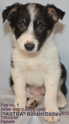 Tricolour Female, rough coat, border collie puppy